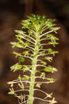 Green adder's-mouth orchid